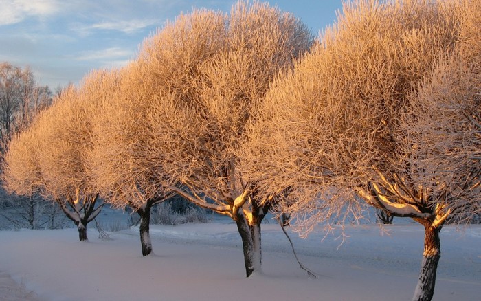 Trees covered in frost in a snowy landscape at sunrise