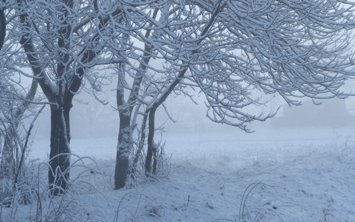 Snow-covered trees in a foggy winter landscape