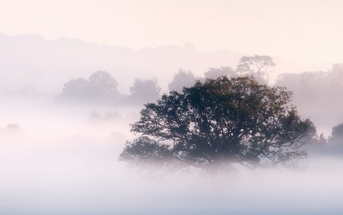 Misty morning landscape with trees and hills