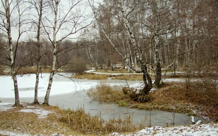 Winter park with frozen pond and birch trees