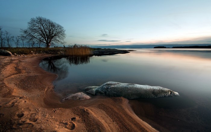 Bare tree on sandy shore reflecting in calm water at dusk