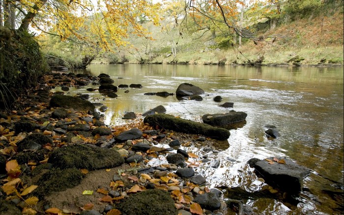 Autumn river flowing over rocks with fallen leaves