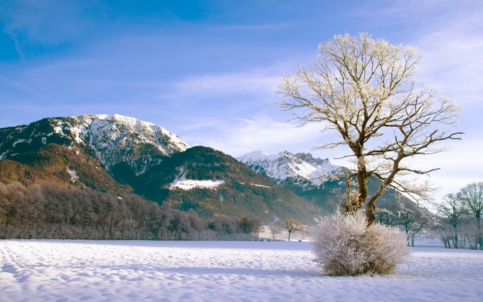 Snowy mountains and frosted trees under a blue sky