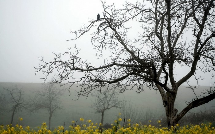 Bare trees in fog with yellow flowers