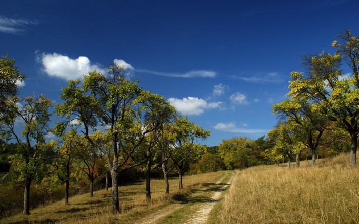 Dirt path through a grassy hill with trees under a blue sky