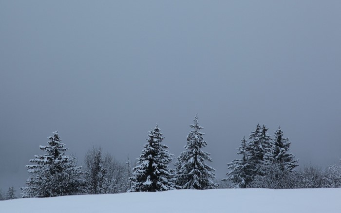 Snow-covered evergreen trees on a hill under a gray sky