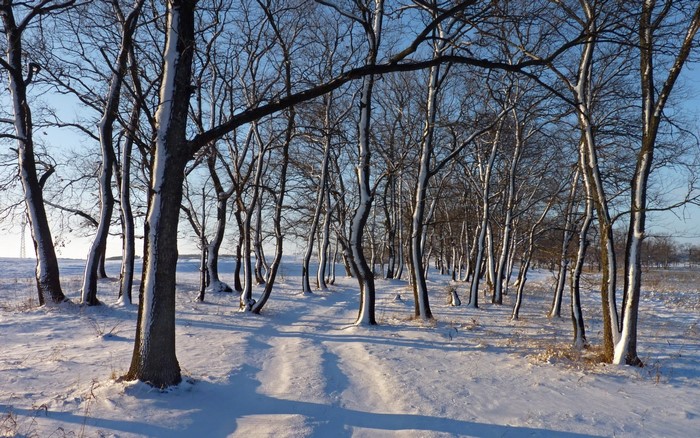 Snowy path through a winter forest with sunlight