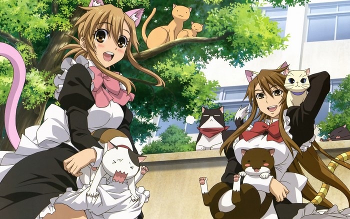 Anime girls with cat ears and cats