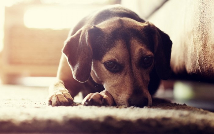 Close up of a sad beagle dog lying down