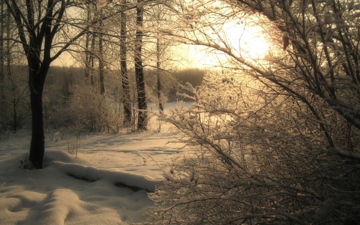 Snowy forest with sunlight filtering through trees