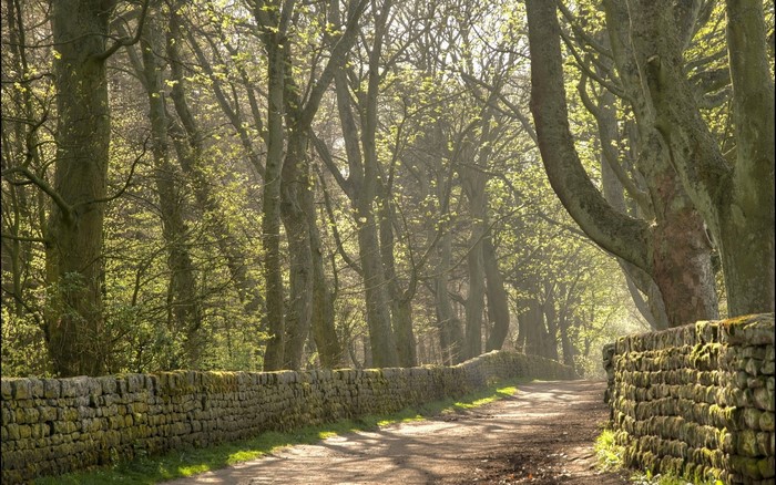 Sunlit Forest Trail with Stone Walls