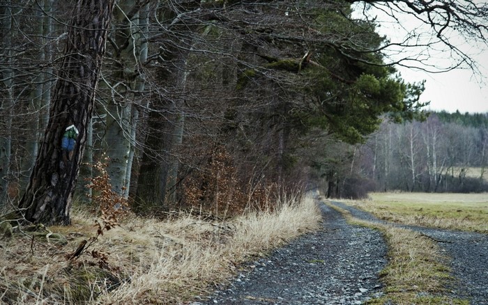 Gravel path through a forest with a field
