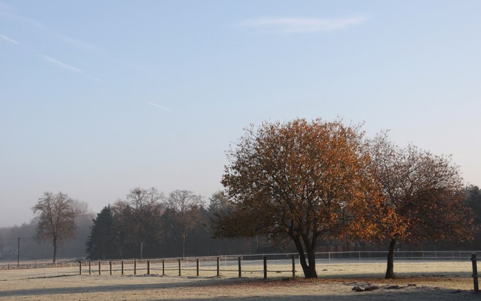 Autumn trees in a frosty field with a fence