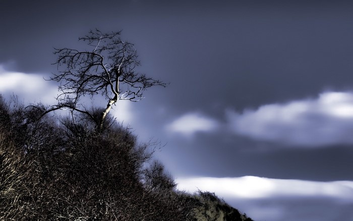 Bare tree on a hill under stormy clouds
