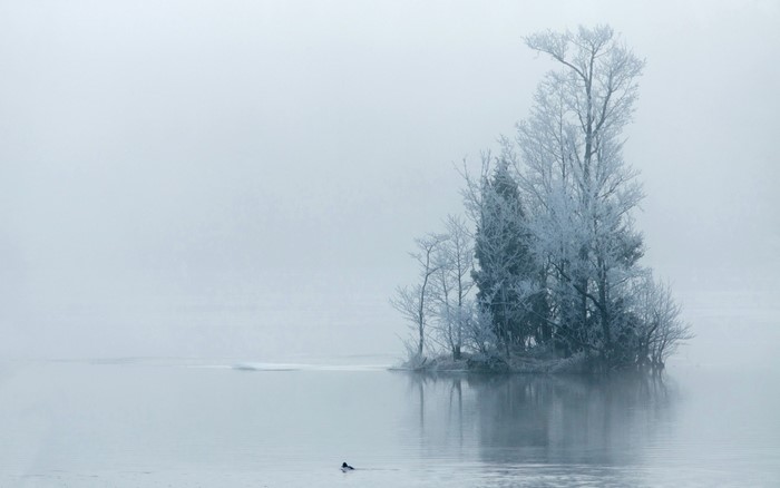 Frozen trees on a misty lake in winter