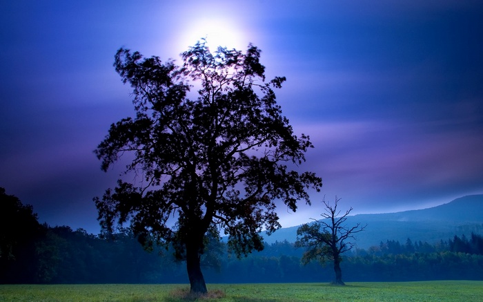 Silhouette of trees against a purple sky