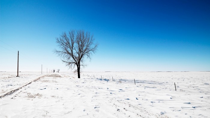 Bare tree on a snowy plain under a clear blue sky