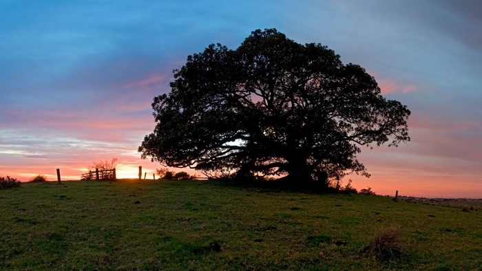 Silhouette of a large tree against a sunset sky
