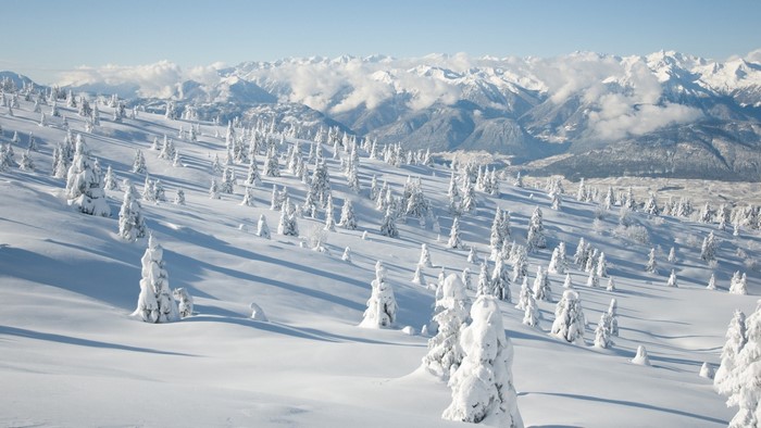 Snow-covered trees on a mountain slope with distant Alps