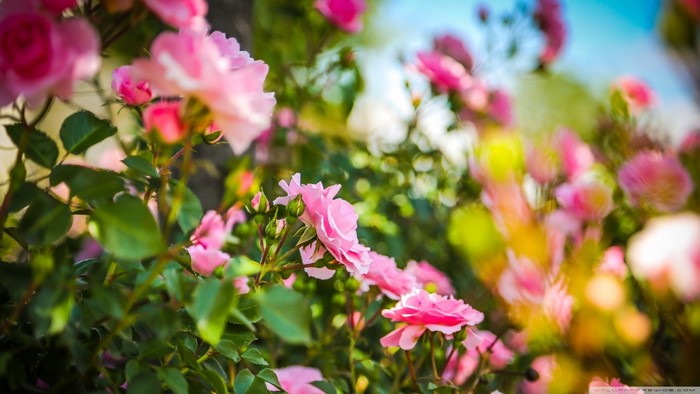 Pink roses in bloom with green leaves