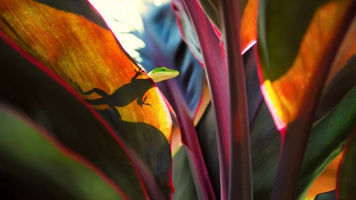 Green gecko on a colorful leaf with sunlight