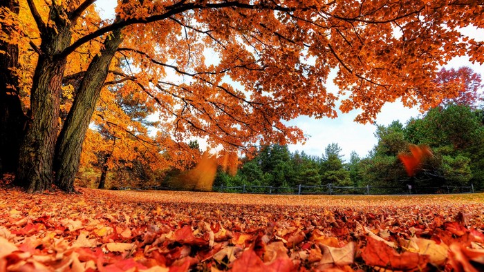 Autumn landscape with fallen leaves and trees