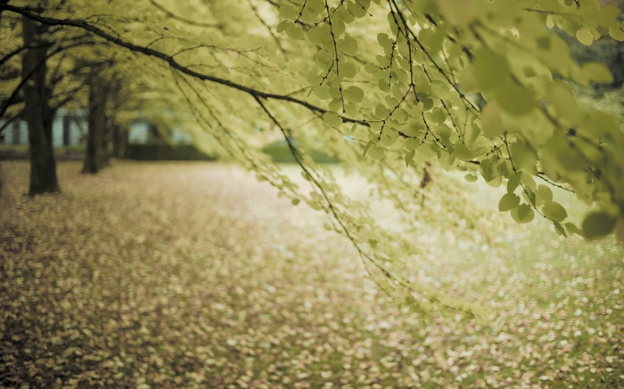 Autumn park with fallen leaves and trees