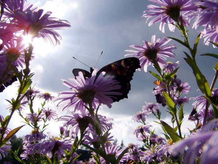 Butterfly on purple flowers with sun rays