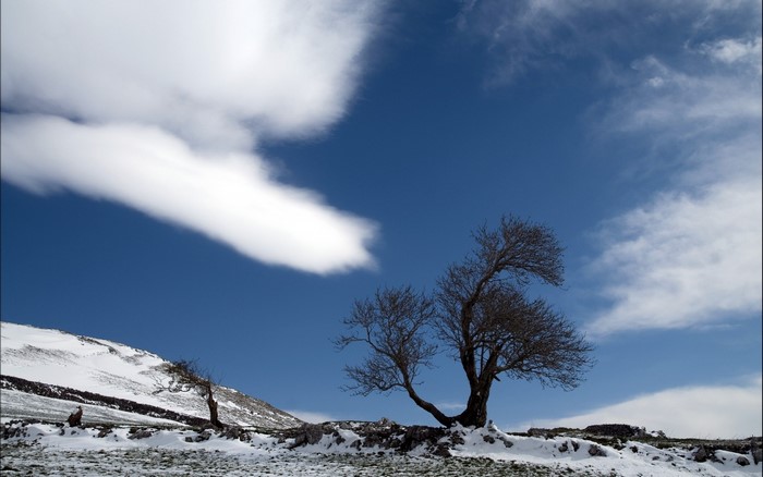 Bare tree on a snowy mountain landscape under a blue sky