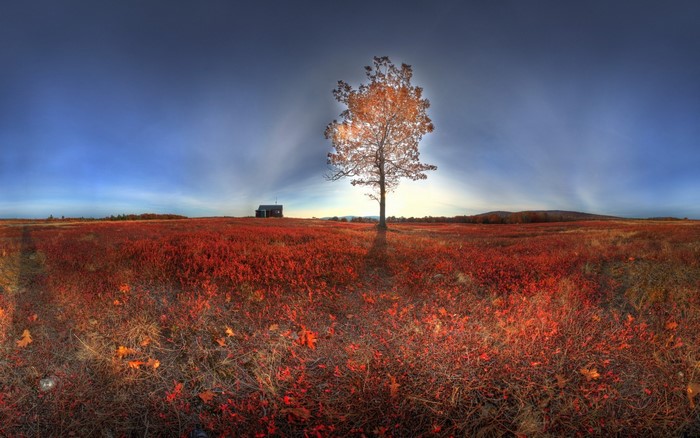 Autumn field with a lone tree and a small building