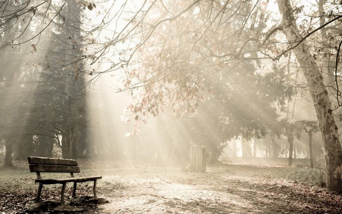Park bench in misty forest with sunbeams