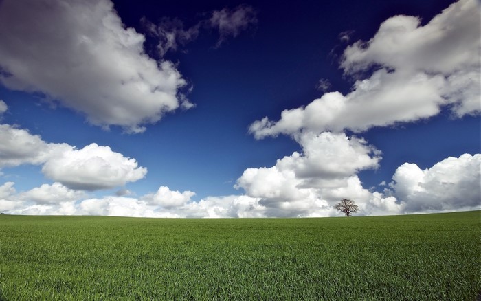 Green field under a blue sky with cumulus clouds