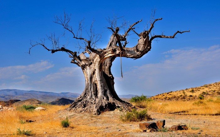 Dead tree with rope in a dry landscape