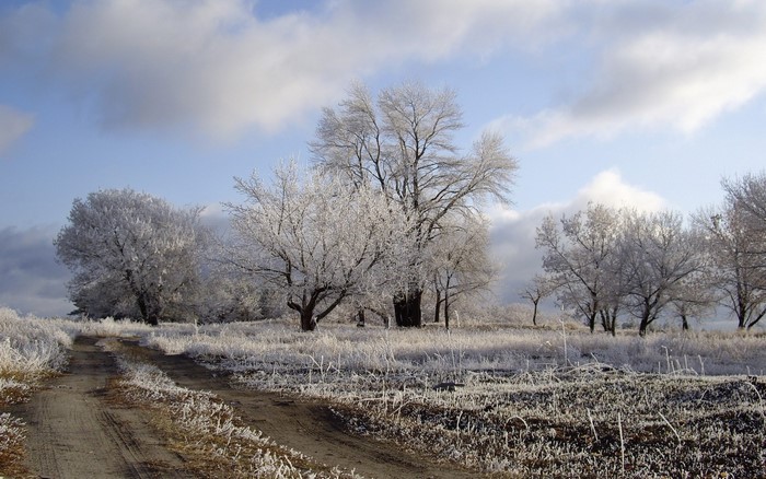 Winter landscape with frosted trees and a dirt road
