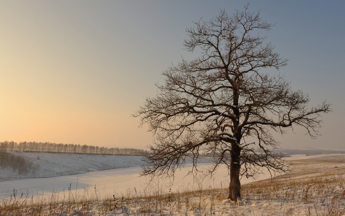 Bare tree in a snowy landscape at dawn