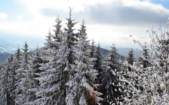 Snow-covered spruce trees on a mountain ridge