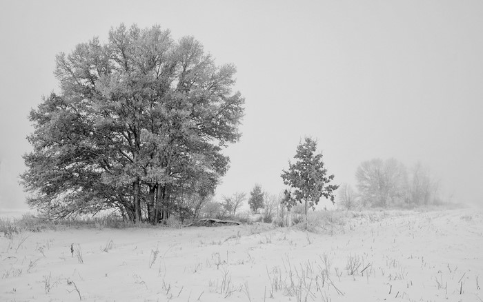 Monochrome winter landscape with frosted trees and snow