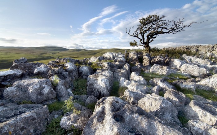 Rocky landscape with a lone tree under a cloudy sky