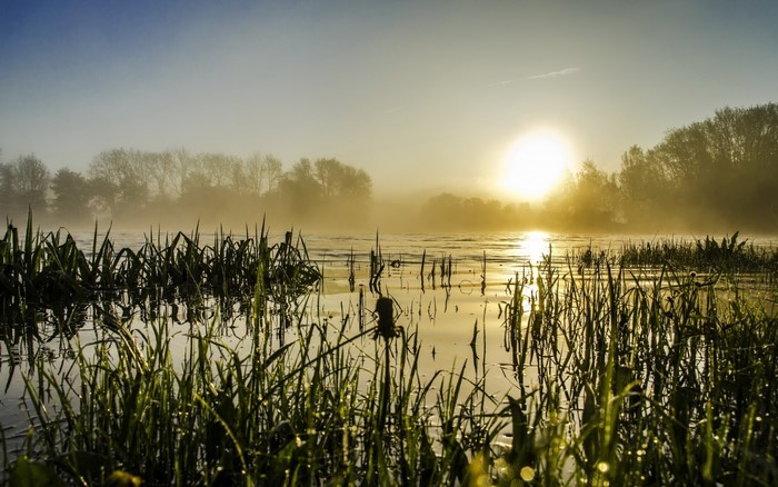 Sunrise over a misty lake with reeds