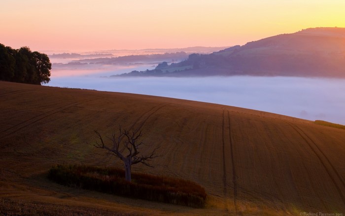 Sunrise over a misty valley with a lone tree