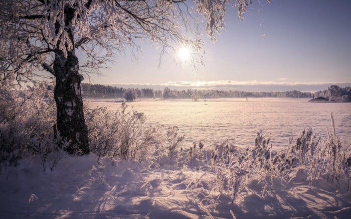 Winter landscape with frosted trees and sunlight over snow
