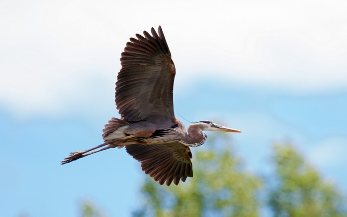 Great Blue Heron in flight against a blue sky