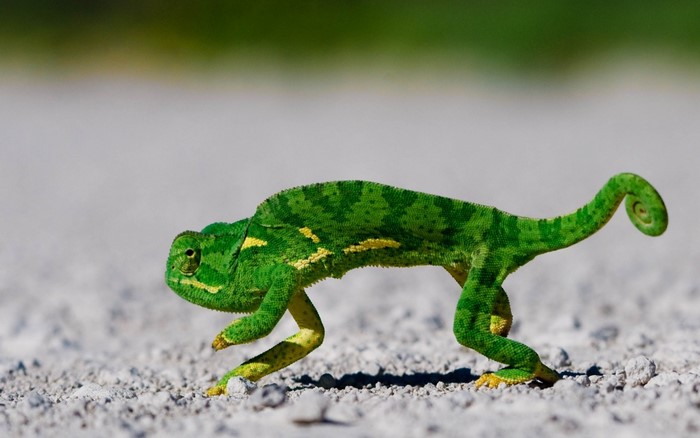 Green chameleon walking on a gravel path