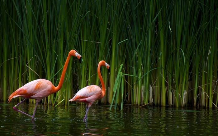 Two flamingos wading in water with tall green reeds