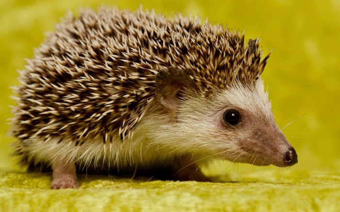 Close-up of a hedgehog on a yellow background
