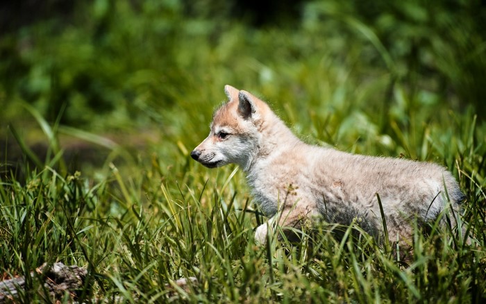 A wolf cub walks through tall green grass