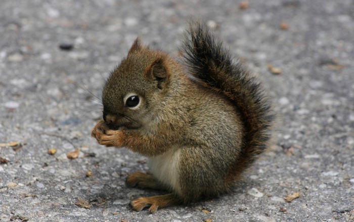 A baby squirrel eating on the ground