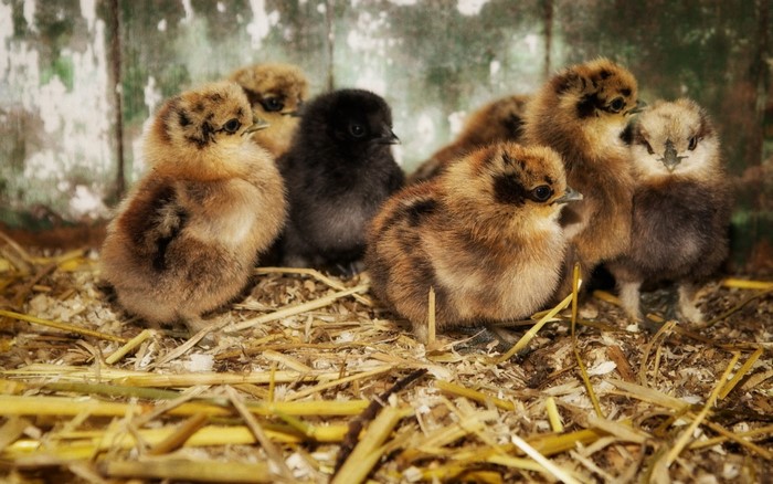 Group of fluffy chicks on straw bedding