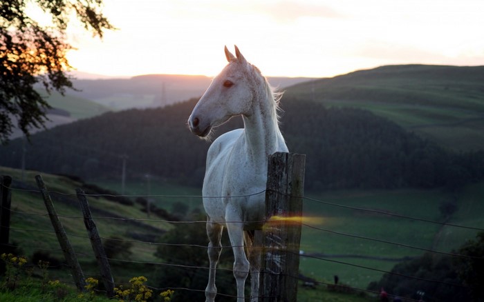 White horse in a field at sunset
