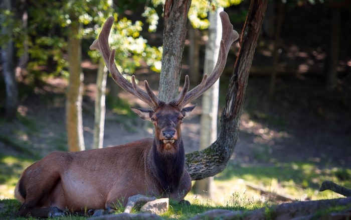Elk resting in a forest